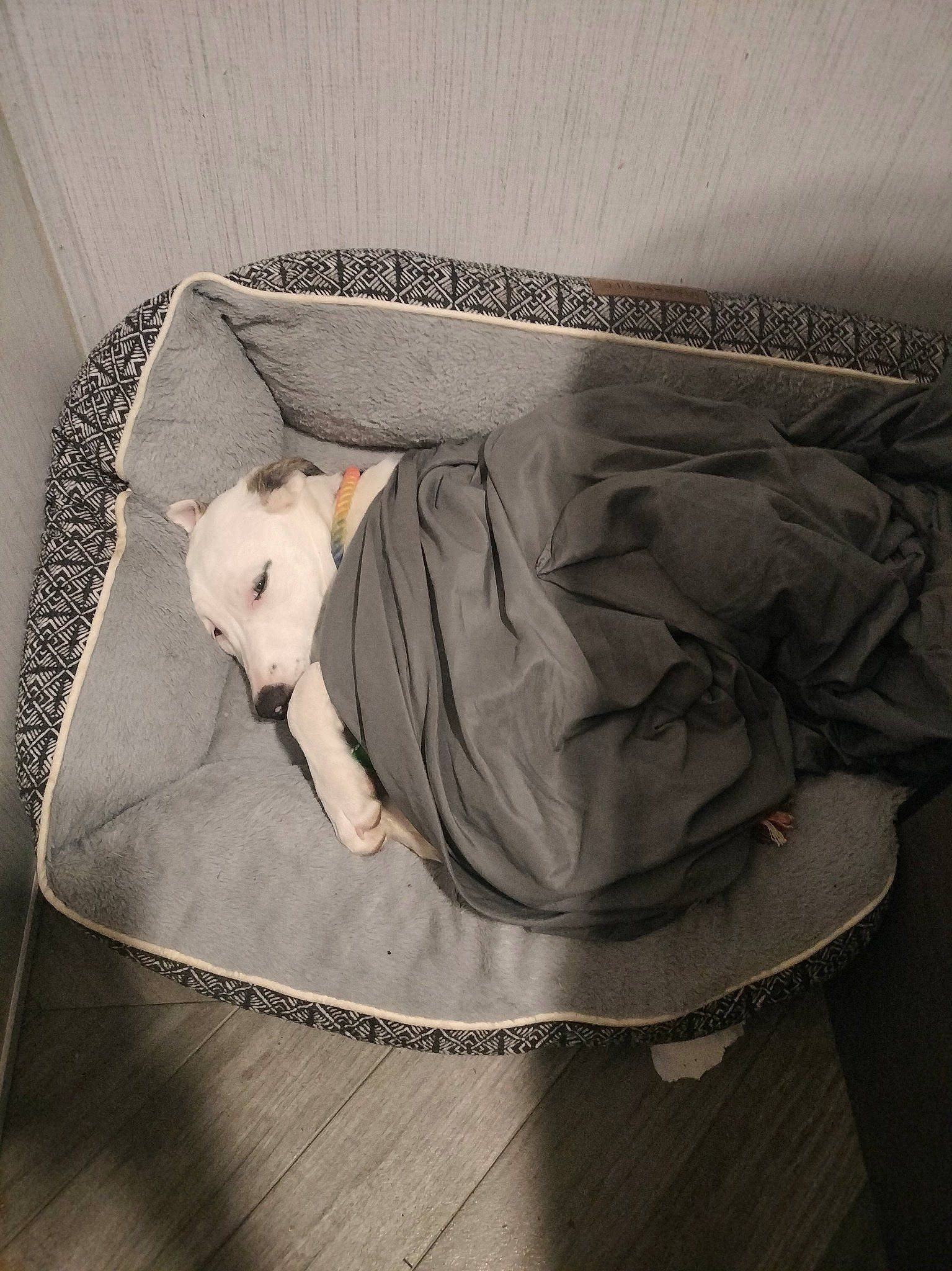 Daenerys is registered to the contest to win money with this photo: bag, canidae, carnivore, comfort, companion_dog, couch, dog_breed, fawn, felidae, flooring, fur, grey, hardwood, linens, pet_supply, small_to_medium_sized_cats, sporting_group, tail, whiskers, wood