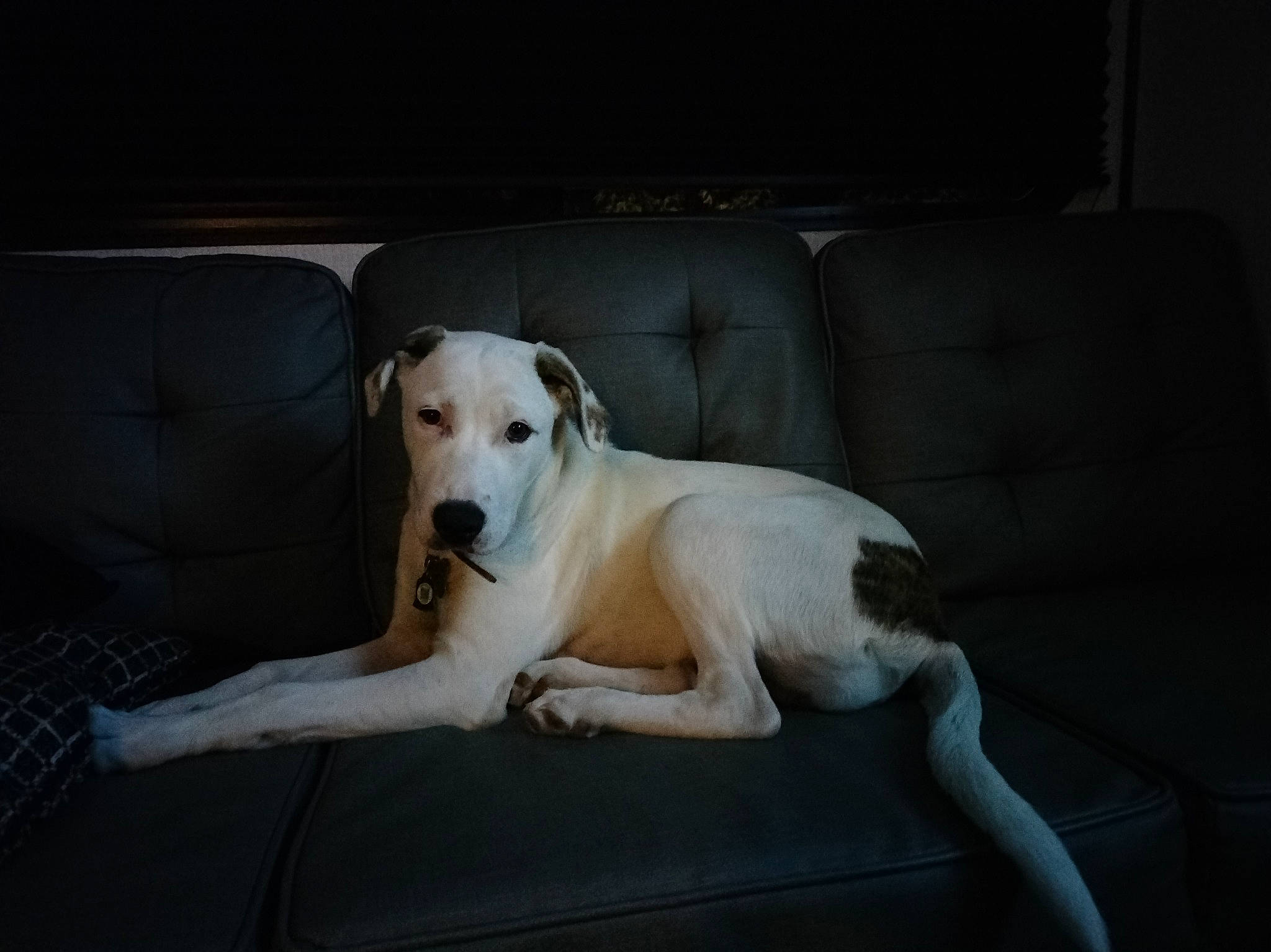Daenerys is registered to the contest to win money with this photo: canidae, carnivore, collar, comfort, companion_dog, couch, dog, dog_breed, dog_collar, dog_supply, fawn, flooring, gun_dog, paw, pet_supply, sleeper_chair, snout, sporting_group, tail, working_animal