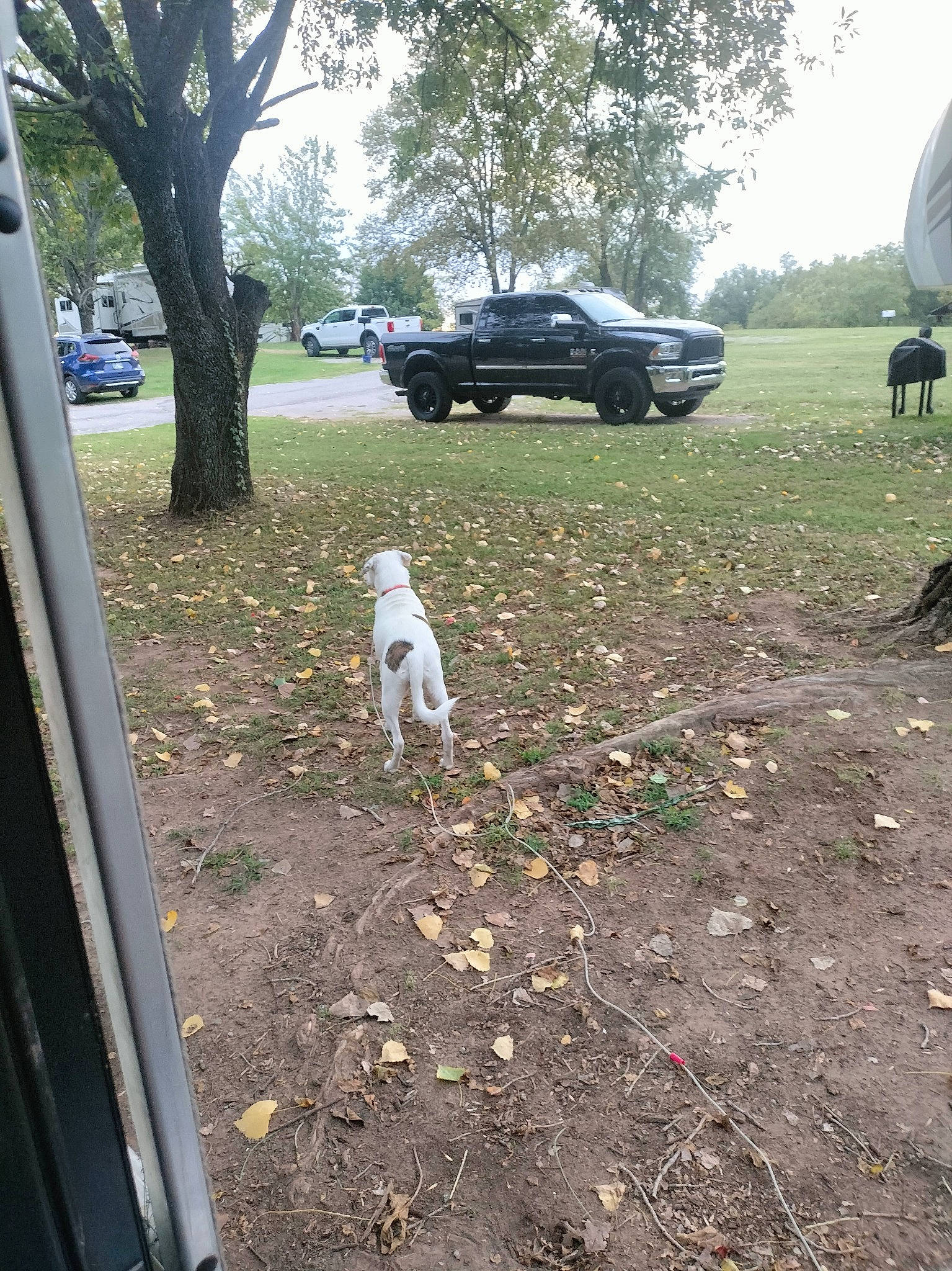 Daenerys joined the competition — help win amazing prizes! automotive_exterior, automotive_lighting, automotive_tire, bumper, car, carnivore, companion_dog, dog, grass, landscape, motor_vehicle, plant, road, sky, tints_and_shades, tire, tree, vehicle, vehicle_door, wheel