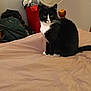 Jettcy is registered to the contest to win money with this photo: bed, bedroom, blanket, cat, coat, cozy, domestic, fan, furniture, green_eyes, headboard, indoor, laundry, looking_at_camera, paws, pet, portrait, sitting, tuxedo_cat, whiskers
