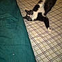 Jettcy is registered to the contest to win money with this photo: cat, bed, blanket, indoor, relaxed, black_and_white, feline, pet, resting, fur, whiskers, paws, striped, cozy, sleepy, domestic_animal, comfort, lying_down, animal, home