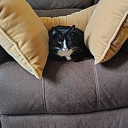 Jettcy is registered to the contest to win money with this photo: cat, tuxedo_cat, cushion, brown_couch, indoor, pet, feline, resting, cozy, fur, animal, whiskers, paws, relaxed, living_room, home, furniture, domestic_animal, cute, companion