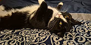 Jettcy joined the competition — help win amazing prizes! cat, black_and_white, bedspread, patterned, indoor, whiskers, yellow_eyes, fur, pet, lying_down, curious, cozy, feline, animal, closeup, resting, soft, domestic_cat, cute, relaxed