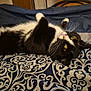 cat, black_and_white, bedspread, patterned, indoor, whiskers, yellow_eyes, fur, pet, lying_down, curious, cozy, feline, animal, closeup, resting, soft, domestic_cat, cute, relaxed