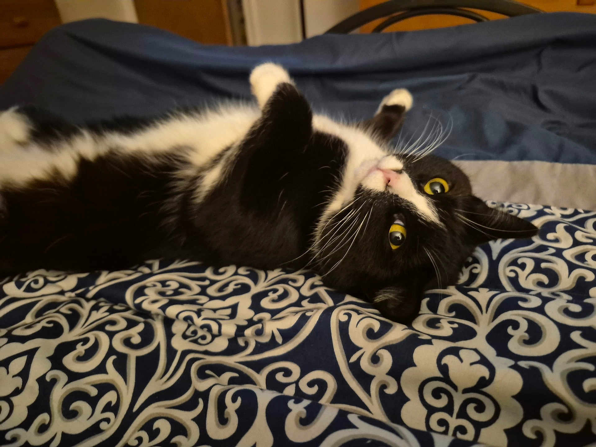 Jettcy joined the competition — help win amazing prizes! cat, black_and_white, bedspread, patterned, indoor, whiskers, yellow_eyes, fur, pet, lying_down, curious, cozy, feline, animal, closeup, resting, soft, domestic_cat, cute, relaxed