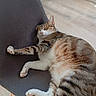 animal_portrait, cat, chair, closed_eyes, cozy, furniture, home, indoor, living_room, paw, pet, relaxed, sleeping, stretching, sunlight, tabby, whiskers, white_cat, window, wooden_floor