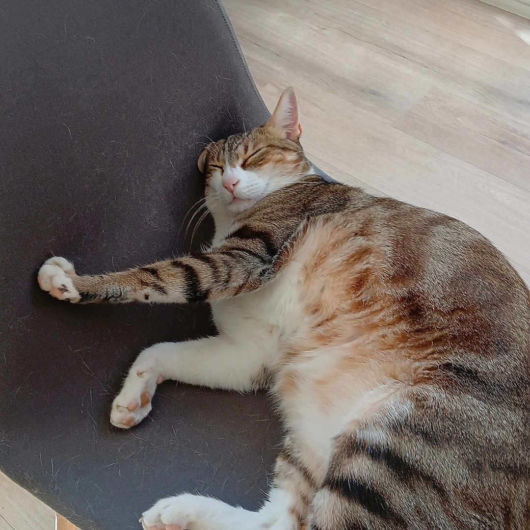 Léon