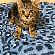 Ginger is registered to the contest to win money with this photo: alert, animal, blue_blanket, cat, closeup, cute, ears, feline, fur, indoor, kitten, leopard_print, paws, pet, portrait, resting, soft, tabby, whiskers, young