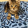 alert, animal, blue_blanket, cat, closeup, cute, ears, feline, fur, indoor, kitten, leopard_print, paws, pet, portrait, resting, soft, tabby, whiskers, young