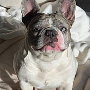 Blue is registered to the contest to win money with this photo: dog, french_bulldog, pet, animal, sitting, bed, blanket, indoors, portrait, close_up, wrinkles, large_ears, blue_eye, brown_eye, heterochromia, short_hair, white_fur, gray_fur, sunlight, cute