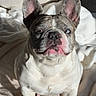 dog, french_bulldog, pet, animal, sitting, bed, blanket, indoors, portrait, close_up, wrinkles, large_ears, blue_eye, brown_eye, heterochromia, short_hair, white_fur, gray_fur, sunlight, cute