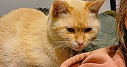 Hashbrown is registered to the contest to win money with this photo: cat, ginger_cat, orange_cat, pet, animal, sleepy, grumpy, face, whiskers, ears, fur, indoor, bed, blanket, couch, home, cozy, portrait, relaxed, human