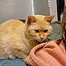 cat, ginger_cat, orange_cat, pet, animal, sleepy, grumpy, face, whiskers, ears, fur, indoor, bed, blanket, couch, home, cozy, portrait, relaxed, human