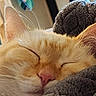 Hashbrown joined the competition — help win amazing prizes! cat, ginger_cat, sleeping, nap, fluffy, fur, whiskers, ears, closed_eyes, pink_nose, pet, animal, cozy, blanket, fuzzy, indoors, close_up, portrait, relaxed, cuddly