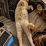 Hashbrown is registered to the contest to win money with this photo: cat, sleeping, relaxed, lying_down, white_fur, orange_markings, indoor, bed, blanket, laptop, bedroom, cozy, pet, animal, paws, whiskers, fluffy, resting, photography, brown_blanket