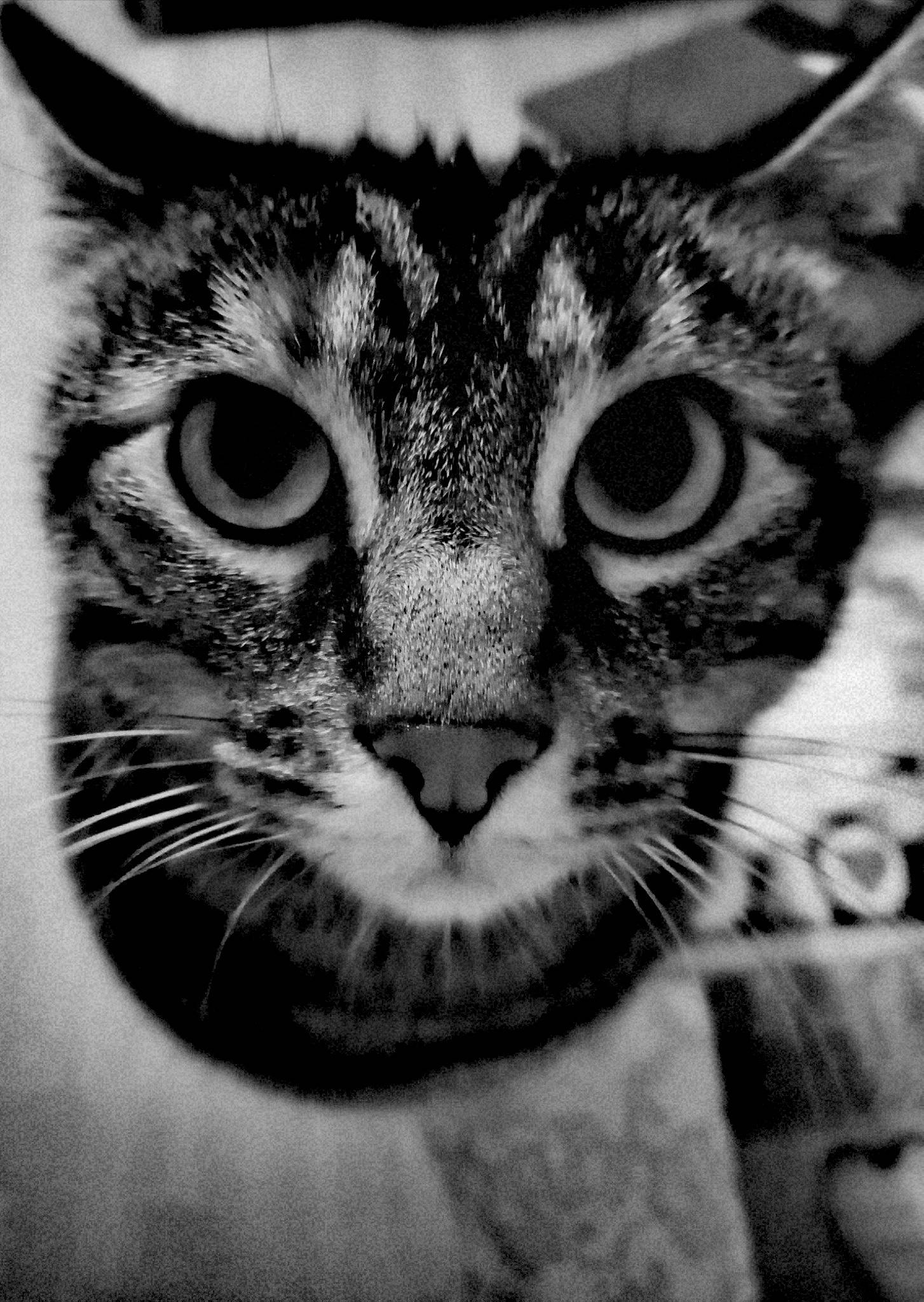Chipie a rejoint le concours — aidez-le/la à gagner de superbes lots ! asian, black_and_white, carnivore, cat, close_up, domestic_short_haired_cat, european_shorthair, eye, felidae, head, mammal, monochrome, monochrome_photography, nose, ocicat, photography, small_to_medium_sized_cats, snout, tabby_cat, whiskers