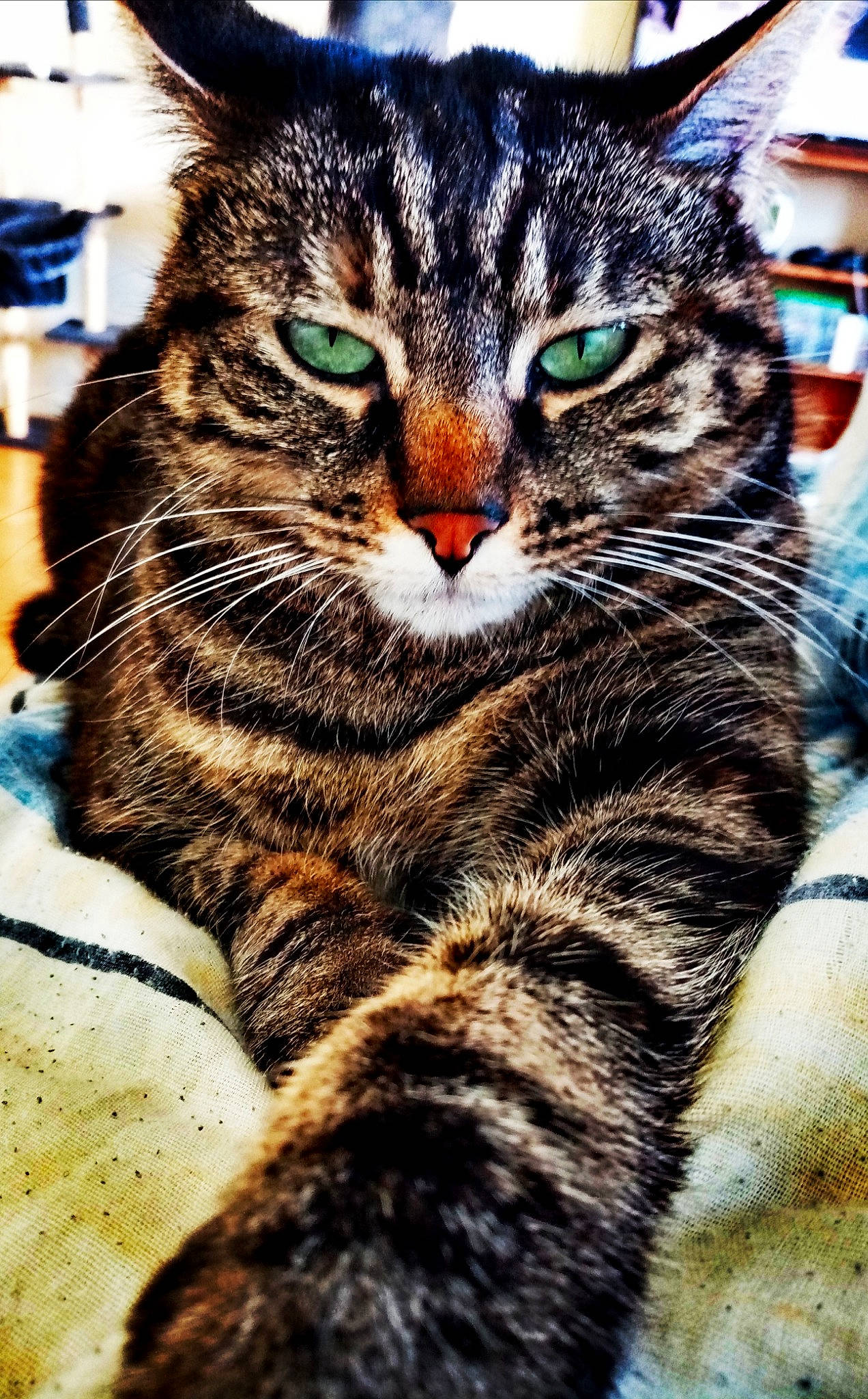 Chipie a rejoint le concours — aidez-le/la à gagner de superbes lots ! aegean_cat, american_shorthair, american_wirehair, asian, carnivore, cat, close_up, domestic_short_haired_cat, dragon_li, european_shorthair, eye, felidae, fur, kitten, mammal, small_to_medium_sized_cats, snout, tabby_cat, whiskers, wild_cat