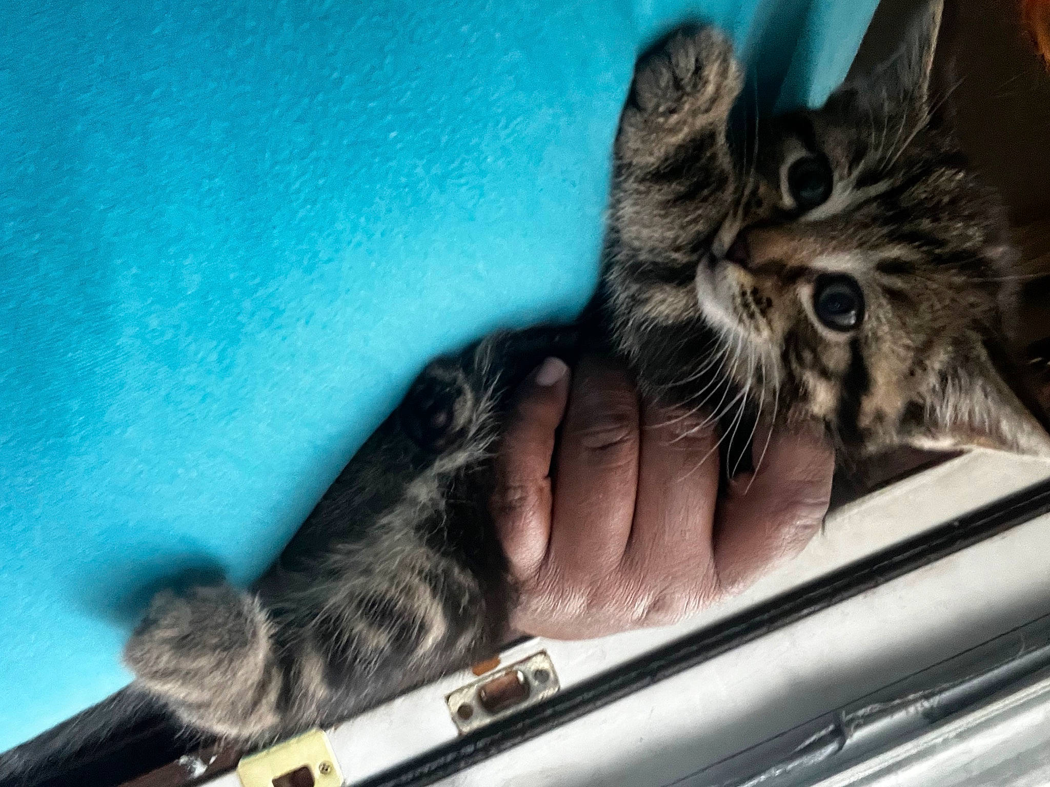 Chloe joined the competition — help win amazing prizes! automotive_exterior, carnivore, cat, claw, comfort, domestic_short_haired_cat, felidae, foot, fur, gesture, mammal, nail, paw, small_to_medium_sized_cats, snout, vehicle_door, vertebrate, whiskers, window, windshield