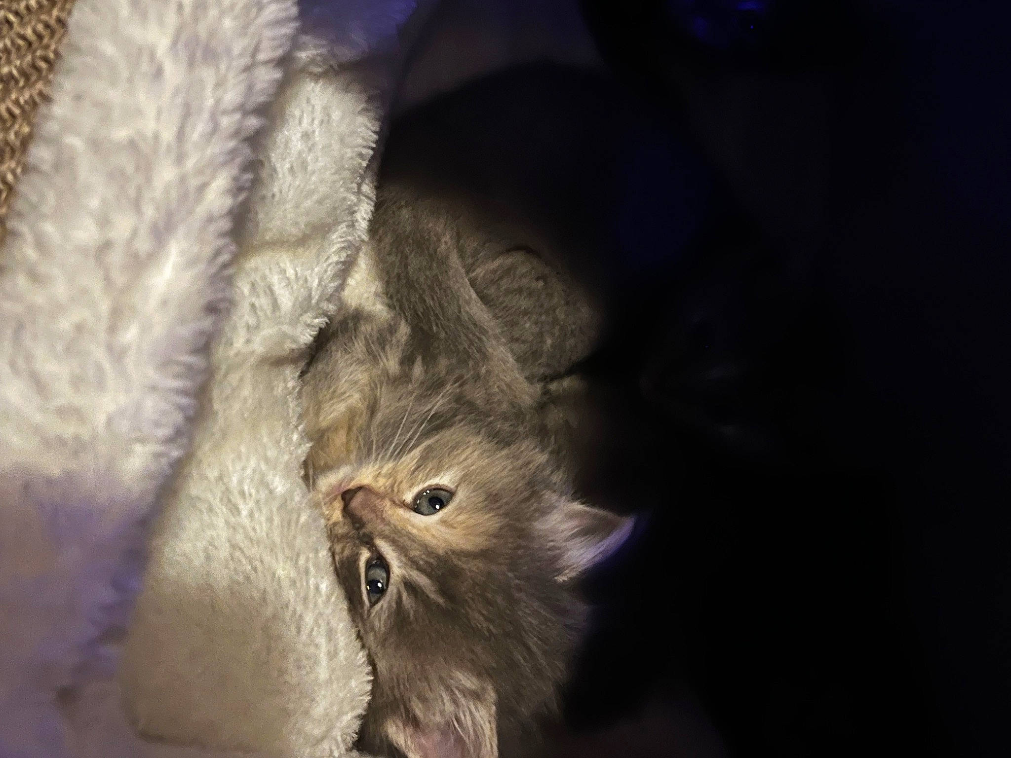 Chloe is registered to the contest to win money with this photo: carnivore, cat, claw, darkness, domestic_short_haired_cat, ear, eye, fawn, felidae, fur, human_body, macro_photography, paw, plant, small_to_medium_sized_cats, snout, tail, terrestrial_animal, whiskers, wildlife