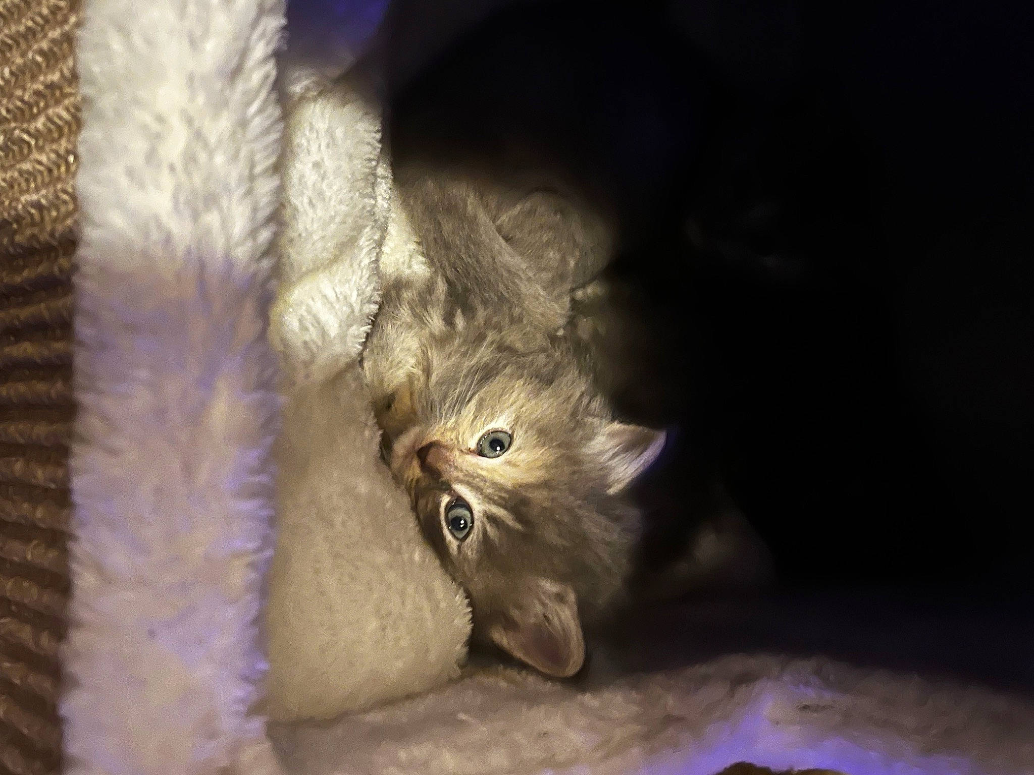 Chloe joined the competition — help win amazing prizes! carnivore, cat, claw, darkness, domestic_short_haired_cat, electric_blue, fawn, felidae, fur, paw, small_to_medium_sized_cats, tail, whiskers, wood