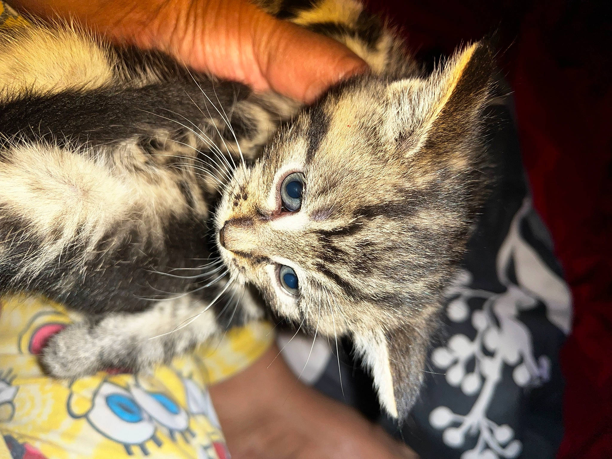 Chloe is registered to the contest to win money with this photo: carnivore, cat, claw, domestic_short_haired_cat, ear, felidae, fur, hand, nail, paw, small_to_medium_sized_cats, snout, whiskers