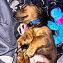 Gemma Kash joined the competition — help win amazing prizes! puppy, dog, sleeping, collar, toy, blanket, cozy, fur, cute, pet, napping, resting, indoor, brown, black, paw, snout, soft, young, animal