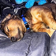 Gemma Kash joined the competition — help win amazing prizes! puppy, sleeping, dog, collar, blue, blanket, closeup, cozy, fur, resting, pet, animal, cute, indoor, soft, relaxed, young, snout, napping, comfort