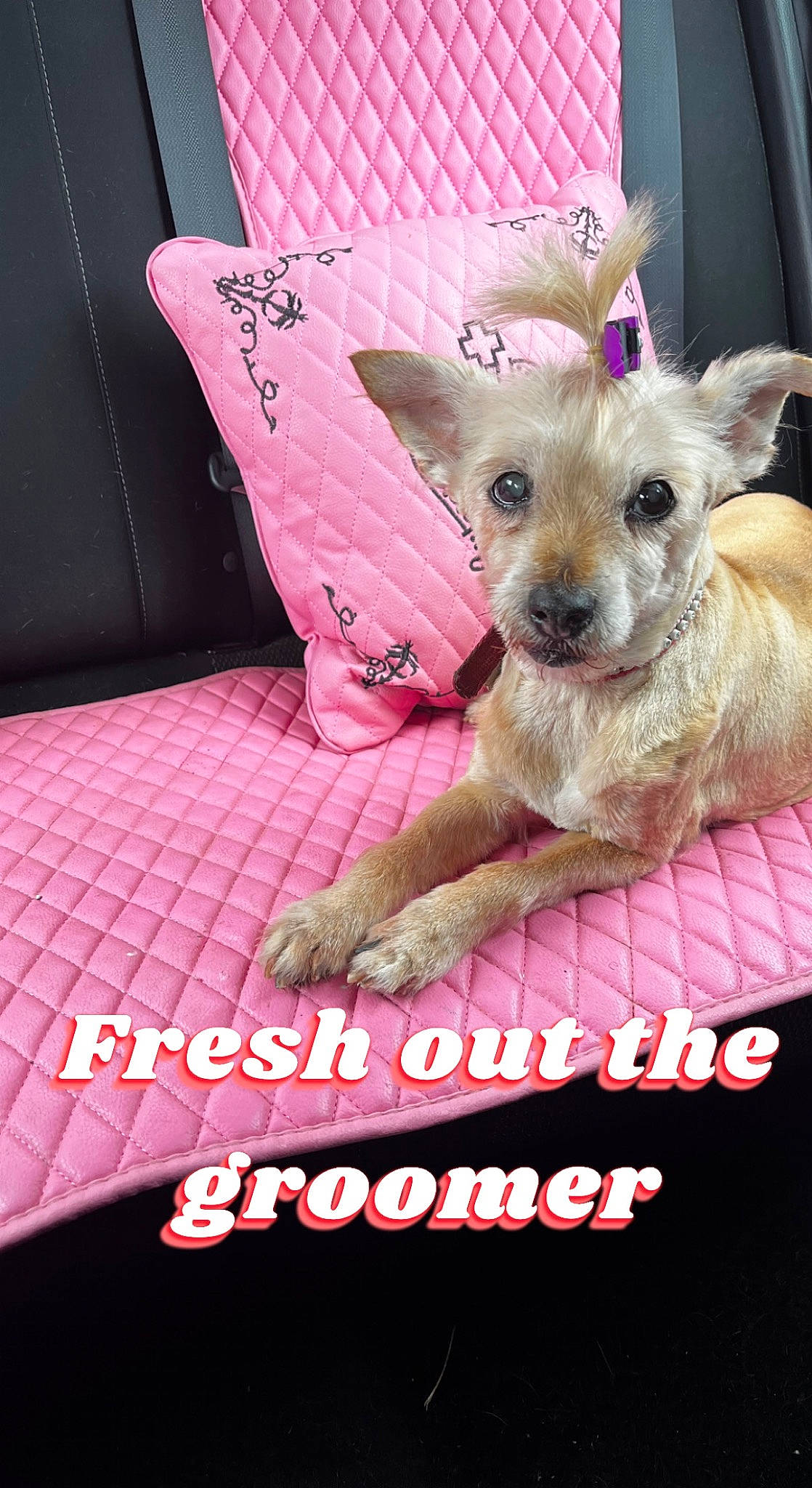 Sugar is registered to the contest to win money with this photo: canidae, carnivore, companion_dog, dog, dog_breed, dog_supply, eyelash, fawn, font, fur, magenta, pet_supply, photo_caption, pink, snout, sporting_group, terrestrial_animal, toy_dog, whiskers, working_animal