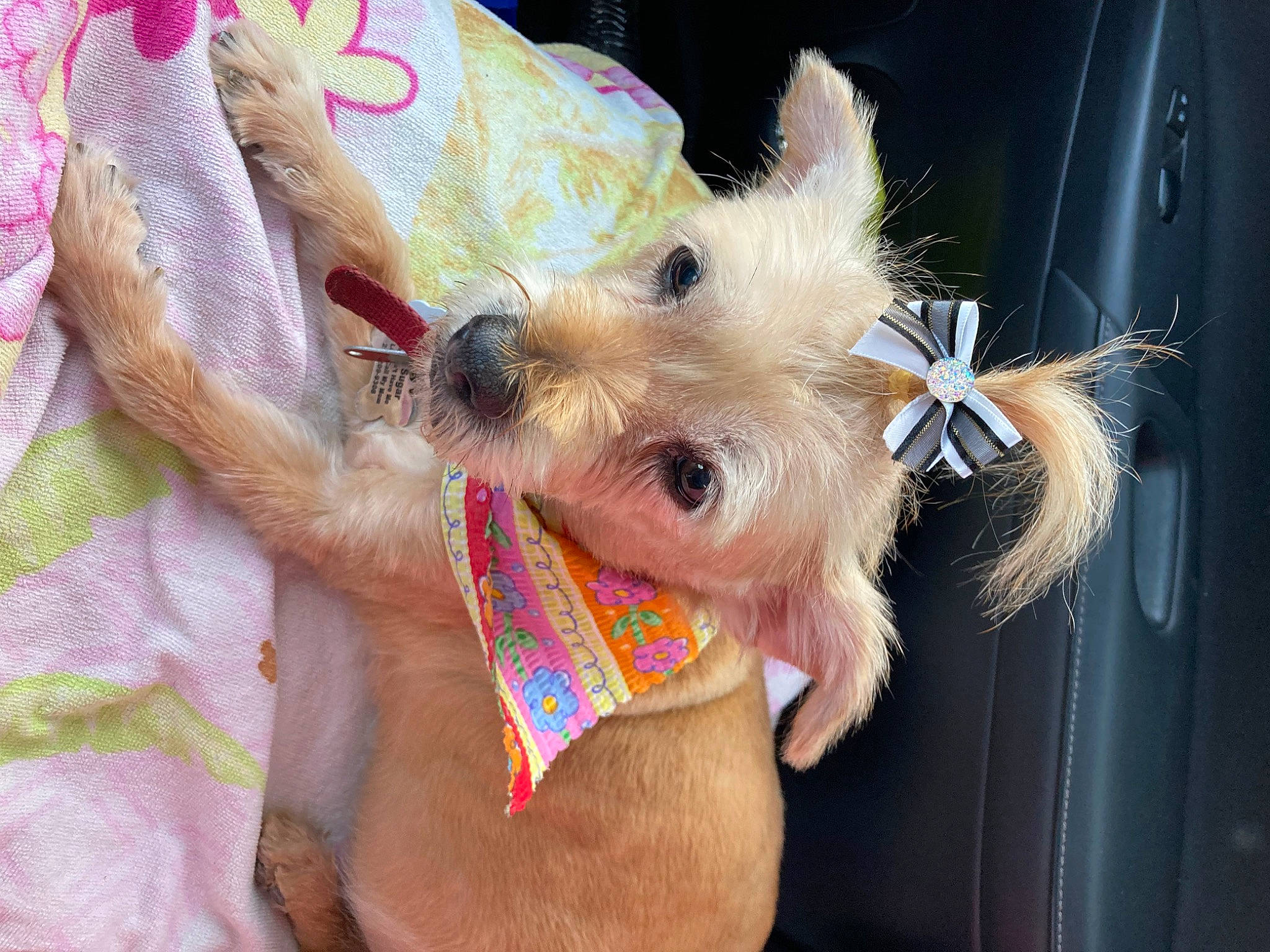 Sugar is registered to the contest to win money with this photo: canidae, carnivore, collar, companion_dog, dog, dog_breed, dog_collar, dog_supply, event, fashion_accessory, fawn, felidae, fur, leash, snout, sporting_group, terrier, tie, toy_dog, working_animal