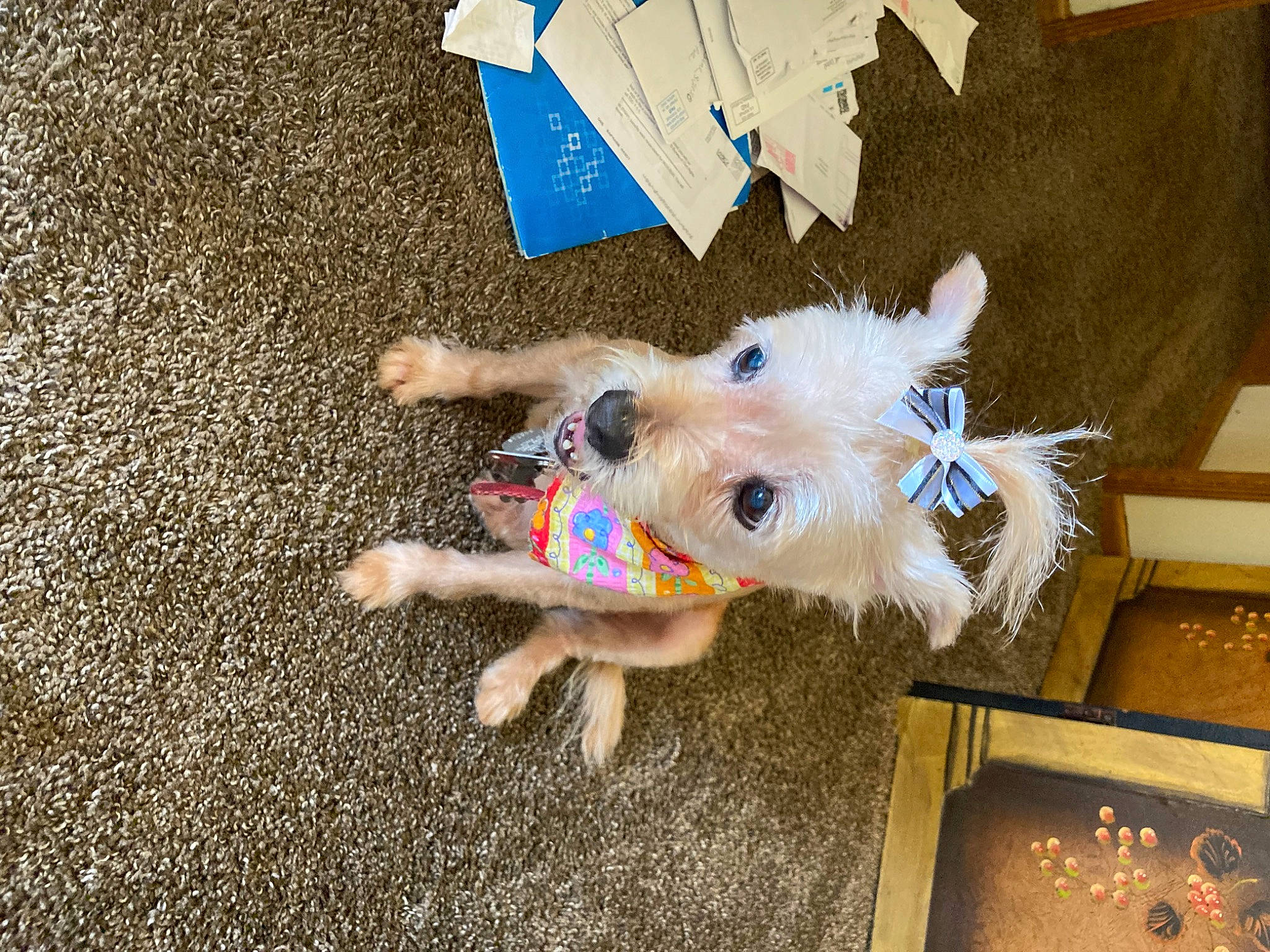 Sugar is registered to the contest to win money with this photo: asphalt, canidae, carnivore, collar, companion_dog, dog, dog_breed, dog_clothes, dog_supply, fawn, flooring, fur, road_surface, small_terrier, snout, sporting_group, tail, terrier, toy_dog, working_animal