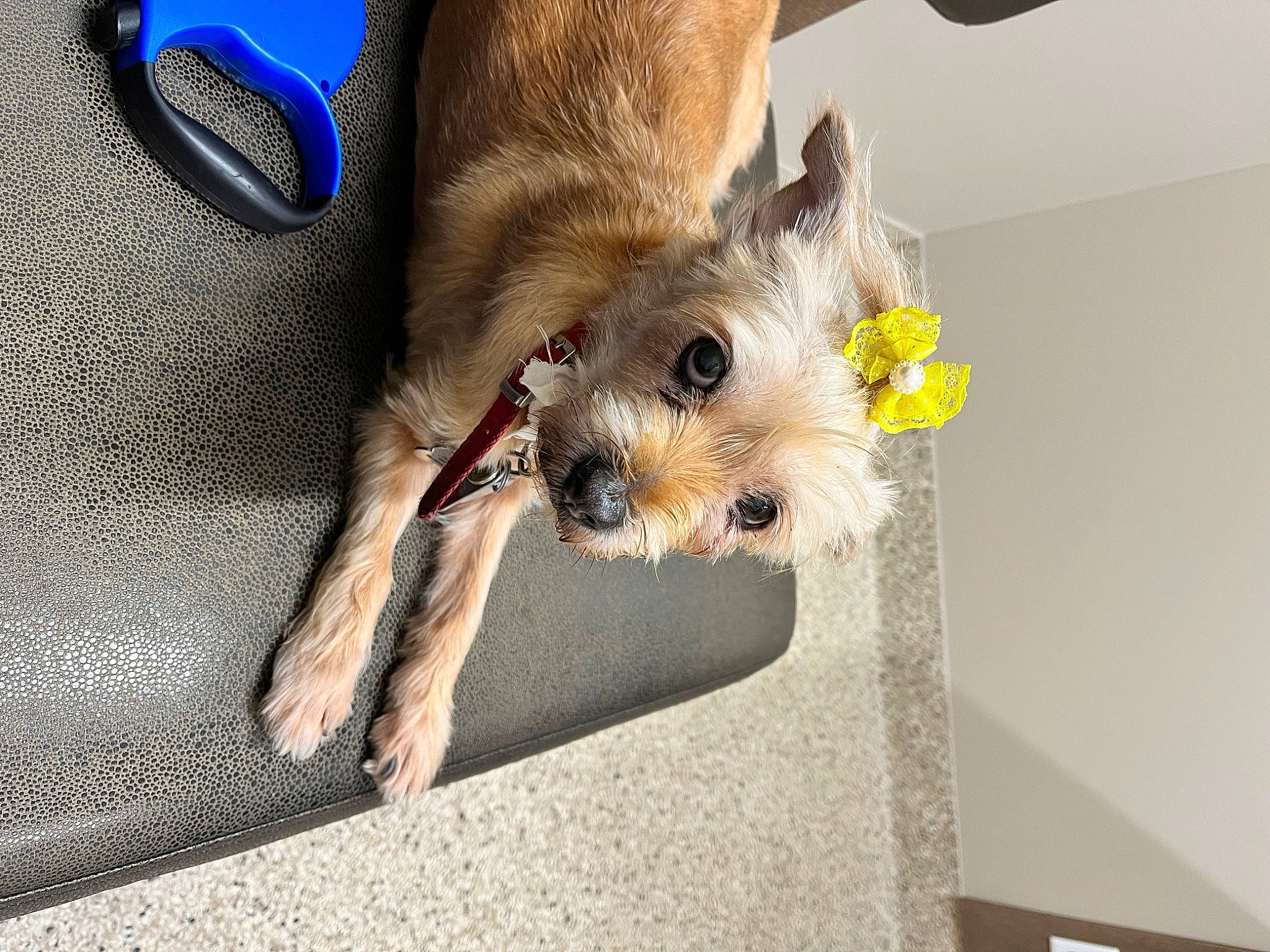 Sugar joined the competition — help win amazing prizes! bag, canidae, carnivore, companion_dog, dog, dog_breed, dog_clothes, dog_collar, dog_supply, fawn, fur, paw, puppy_love, small_terrier, snout, sporting_group, stuffed_toy, terrier, toy_dog, working_animal