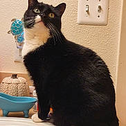 Kiki joined the competition — help win amazing prizes! cat, tuxedo_cat, heterochromia, bathroom, countertop, sink, decor, blue_bathtub, light_switch, whiskers, curious, pet, feline, indoor, black_and_white, sitting, household, domestic_animal, closeup, portrait