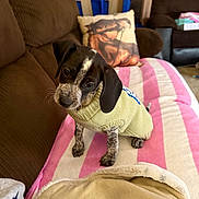 Maci is registered to the contest to win money with this photo: puppy, dog, yellow_sweater, blanket, striped_blanket, brown_couch, indoor, pet, cute, small_dog, fur, ears, eyes, legs, floor, living_room, cozy, knitwear, home, curious