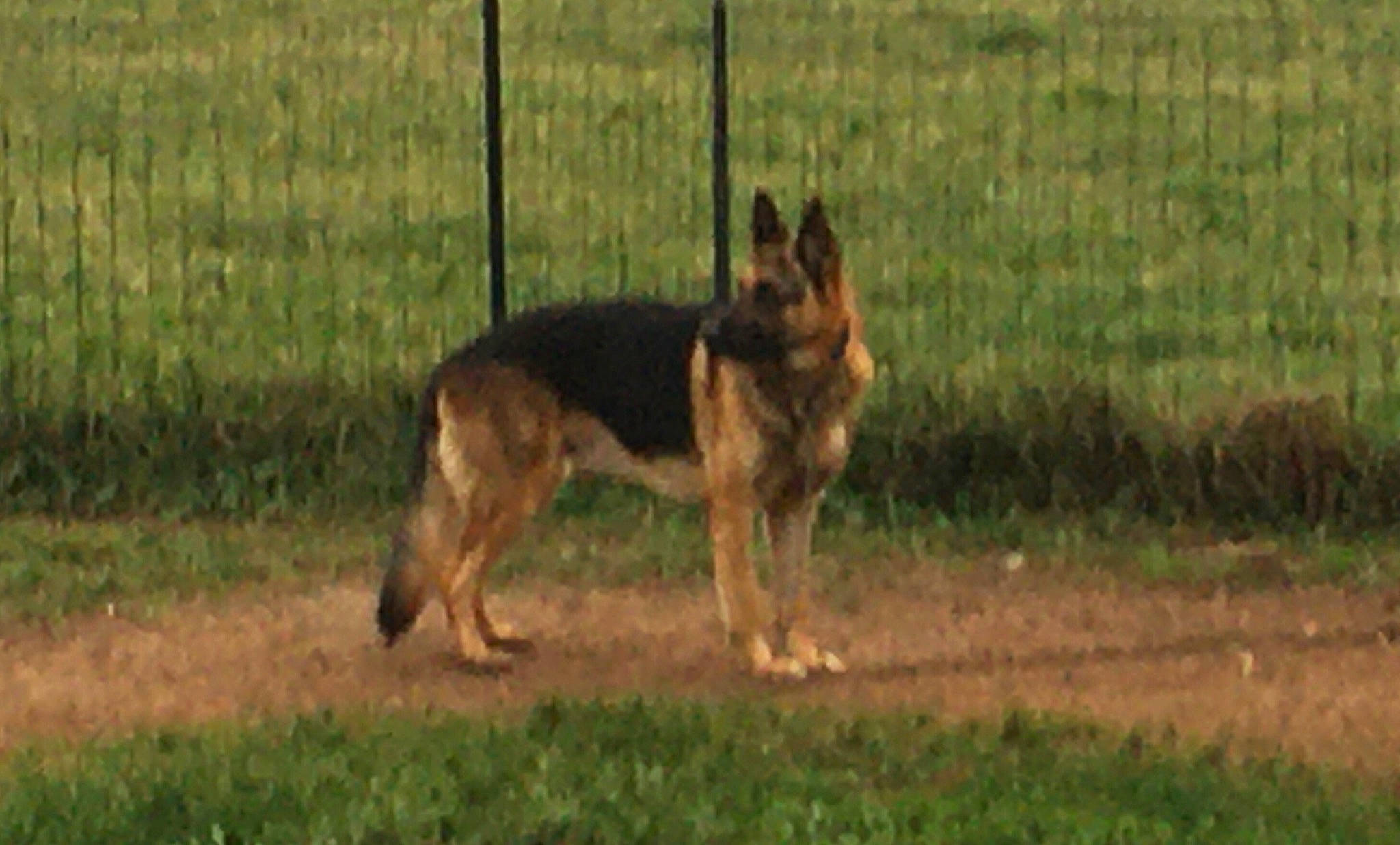 Chef a rejoint le concours — aidez-le/la à gagner de superbes lots ! belgian_shepherd_malinois, canidae, carnivore, dog, dog_breed, east_european_shepherd, german_shepherd_dog, herding_dog, king_shepherd, kunming_wolfdog, mammal, old_german_shepherd_dog, police_dog, schutzhund, shiloh_shepherd_dog, tervuren, vertebrate, wildlife, wolfdog, working_dog