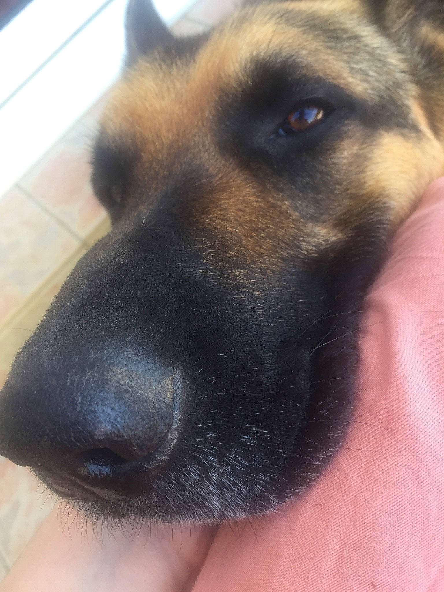 Chef a rejoint le concours — aidez-le/la à gagner de superbes lots ! belgian_shepherd, belgian_shepherd_malinois, canidae, carnivore, dog, dog_breed, ear, eye, fawn, german_shepherd_dog, head, king_shepherd, mammal, neck, nose, old_german_shepherd_dog, snout, street_dog, tervuren, whiskers