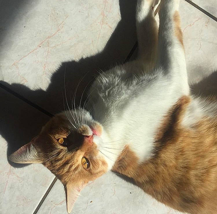 Figaro participe au concours pour gagner de l'argent avec cette photo : aegean_cat, carnivore, cat, domestic_short_haired_cat, ear, european_shorthair, eye, felidae, fur, kitten, nose, small_to_medium_sized_cats, snout, tail, whiskers