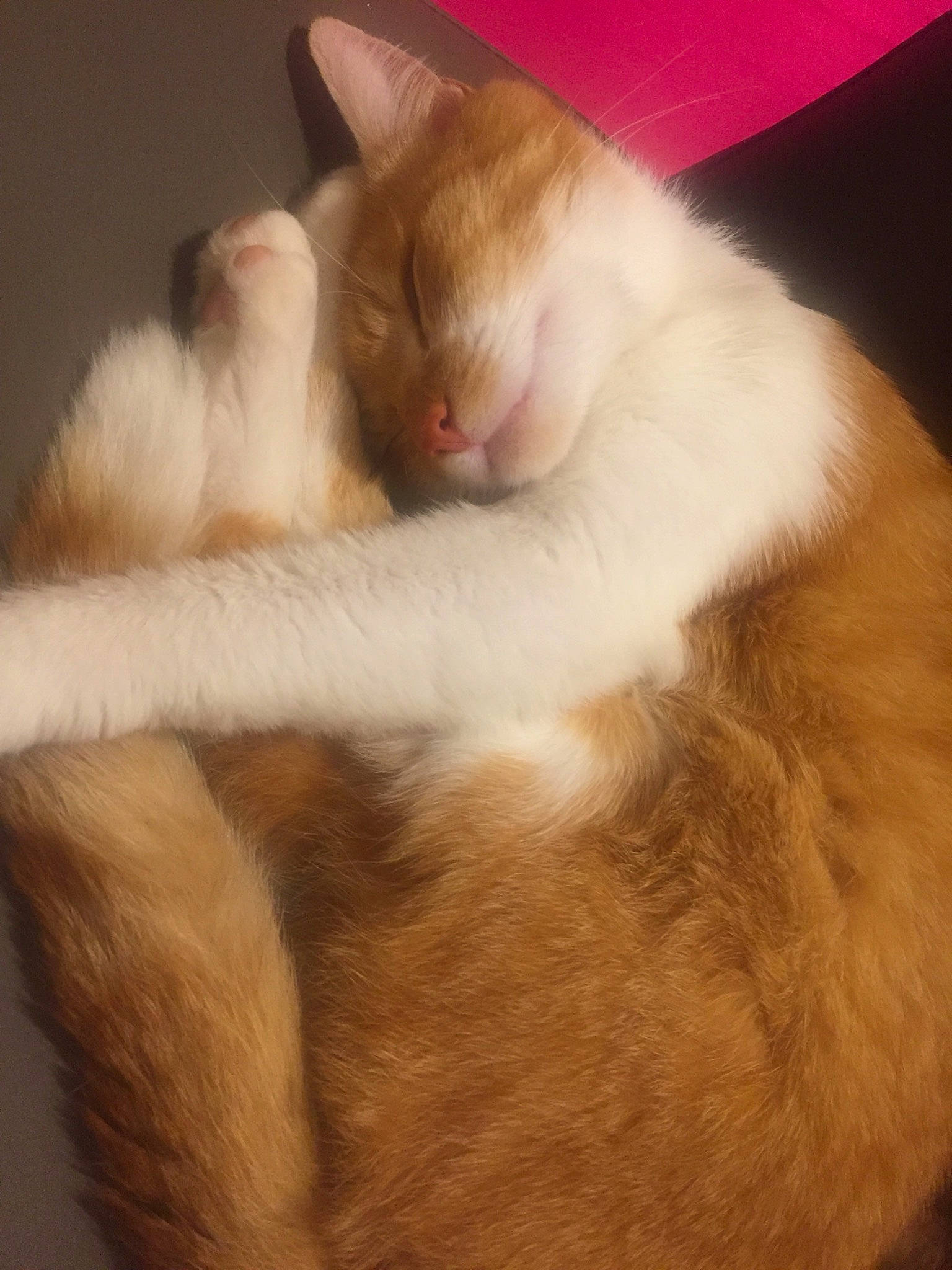 Figaro participe au concours pour gagner de l'argent avec cette photo : asian, carnivore, cat, colorpoint_shorthair, ear, fawn, felidae, fur, javanese, nap, ojos_azules, paw, polydactyl_cat, small_to_medium_sized_cats, snout, tail, turkish_angora, turkish_van, whiskers