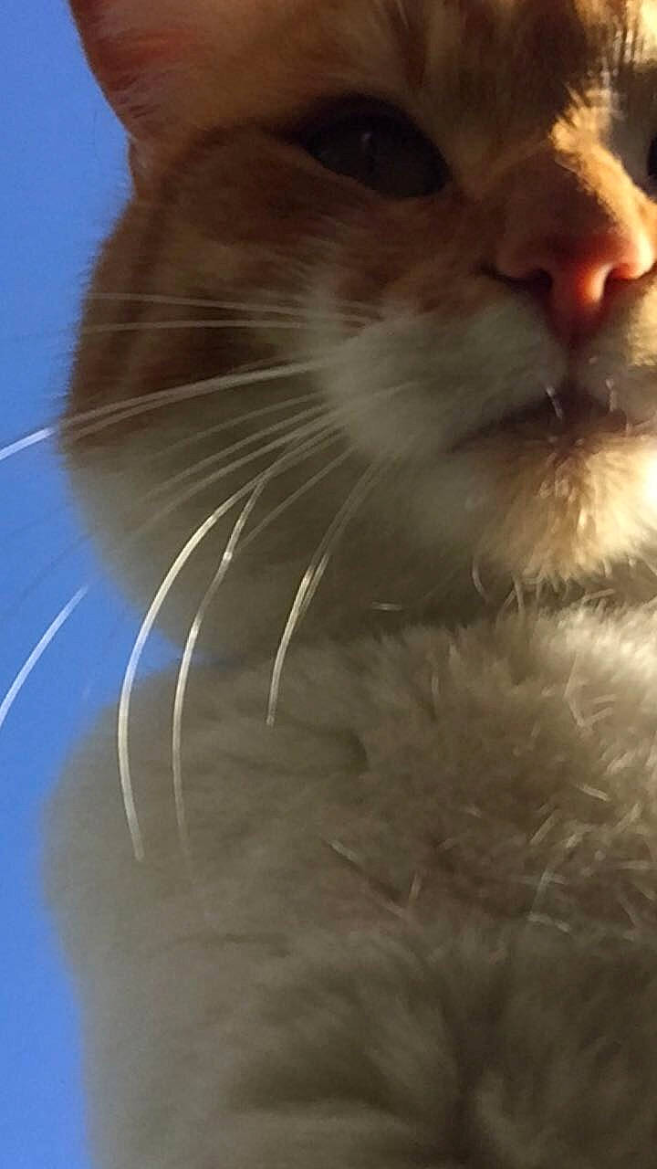 Figaro a rejoint le concours — aidez-le/la à gagner de superbes lots ! beard, carnivore, cat, close_up, facial_hair, felidae, fur, nose, photography, small_to_medium_sized_cats, snout, whiskers