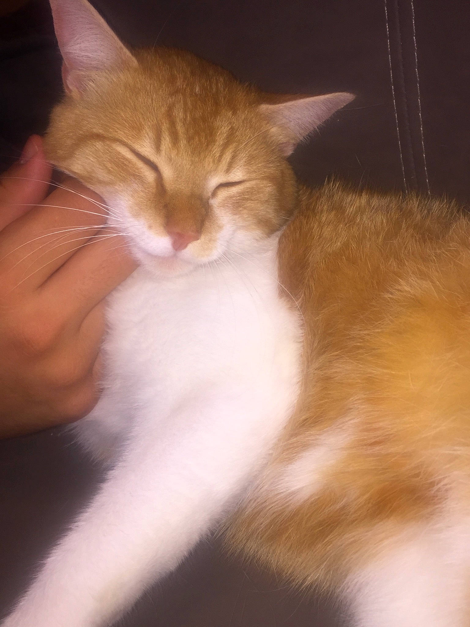 Figaro a rejoint le concours — aidez-le/la à gagner de superbes lots ! aegean_cat, asian, carnivore, cat, domestic_long_haired_cat, domestic_short_haired_cat, ear, european_shorthair, fawn, felidae, fur, kitten, mammal, norwegian_forest_cat, small_to_medium_sized_cats, tail, whiskers