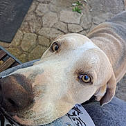 Jasper joined the competition — help win amazing prizes! animal, brown_fur, canine, casual, close_up, daylight, dog, ears, face, friendly, fur, head, lap, looking_up, outdoor, pavement, person, pet, resting, snout