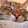 Lita participe au concours pour gagner de l'argent avec cette photo : cat, tabby, sleeping, close_up, face, muzzle, nose, whiskers, fur, striped, eyes_closed, pet, animal, portrait, cozy, blanket, resting, indoors, cute, relaxed