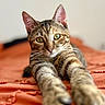 Lita participe au concours pour gagner de l'argent avec cette photo : cat, tabby_cat, pet, feline, green_eyes, whiskers, ears, paws, striped_fur, short_hair, lying_down, stretching, indoor, bed, blanket, coral_color, portrait, close_up, shallow_depth_of_field, cozy
