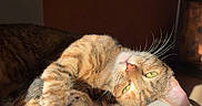 Lita participe au concours pour gagner de l'argent avec cette photo : cat, orange_cat, tabby, pet, animal, lying_down, upside_down, playful, sleepy, green_eyes, whiskers, pink_nose, plush_toy, chair, indoor, sunlight, shadows, wooden_floor, cozy, funny