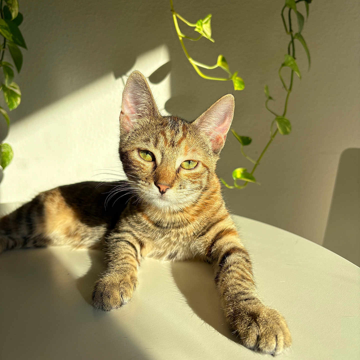 Lita a rejoint le concours — aidez-le/la à gagner de superbes lots ! cat, tabby_cat, feline, pet, animal, portrait, sunlight, indoor, houseplant, vines, table, lying_down, paws, whiskers, ears, green_eyes, striped_fur, relaxed, shadows, close_up