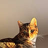 cat, tabby_cat, pet, animal, feline, portrait, close_up, whiskers, green_eyes, striped_fur, brown_fur, sitting, indoors, sunlight, warm_lighting, relaxed, alert, looking_at_camera, neutral_background, photography
