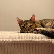 Lita participe au concours pour gagner de l'argent avec cette photo : cat, tabby_cat, feline, sleepy, resting, lying_down, paw, pink_paw_pads, whiskers, ears, striped_fur, brown_fur, pet, animal, indoor, cushion, soft_surface, warm_lighting, portrait, relaxed