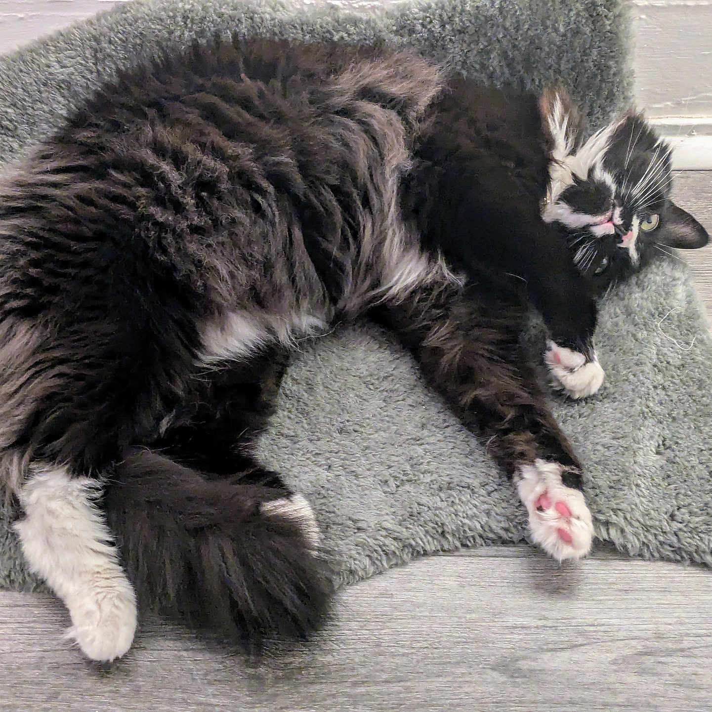 Mon is registered to the contest to win money with this photo: animal, architecture, armchair, bear, building, cat, chair, couch, cushion, furniture, hardwood, homedecor, indoors, kitten, manx, person, pet, rug, sleeping, wood