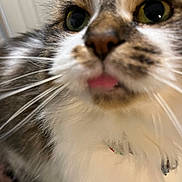 Dolly joined the competition — help win amazing prizes! cat, close_up, tongue_out, whiskers, fur, feline, pet, domestic_cat, portrait, indoor, green_eyes, nose, collar, fluffy, macro, curious, cute, muzzle, big_eyes, soft_fur