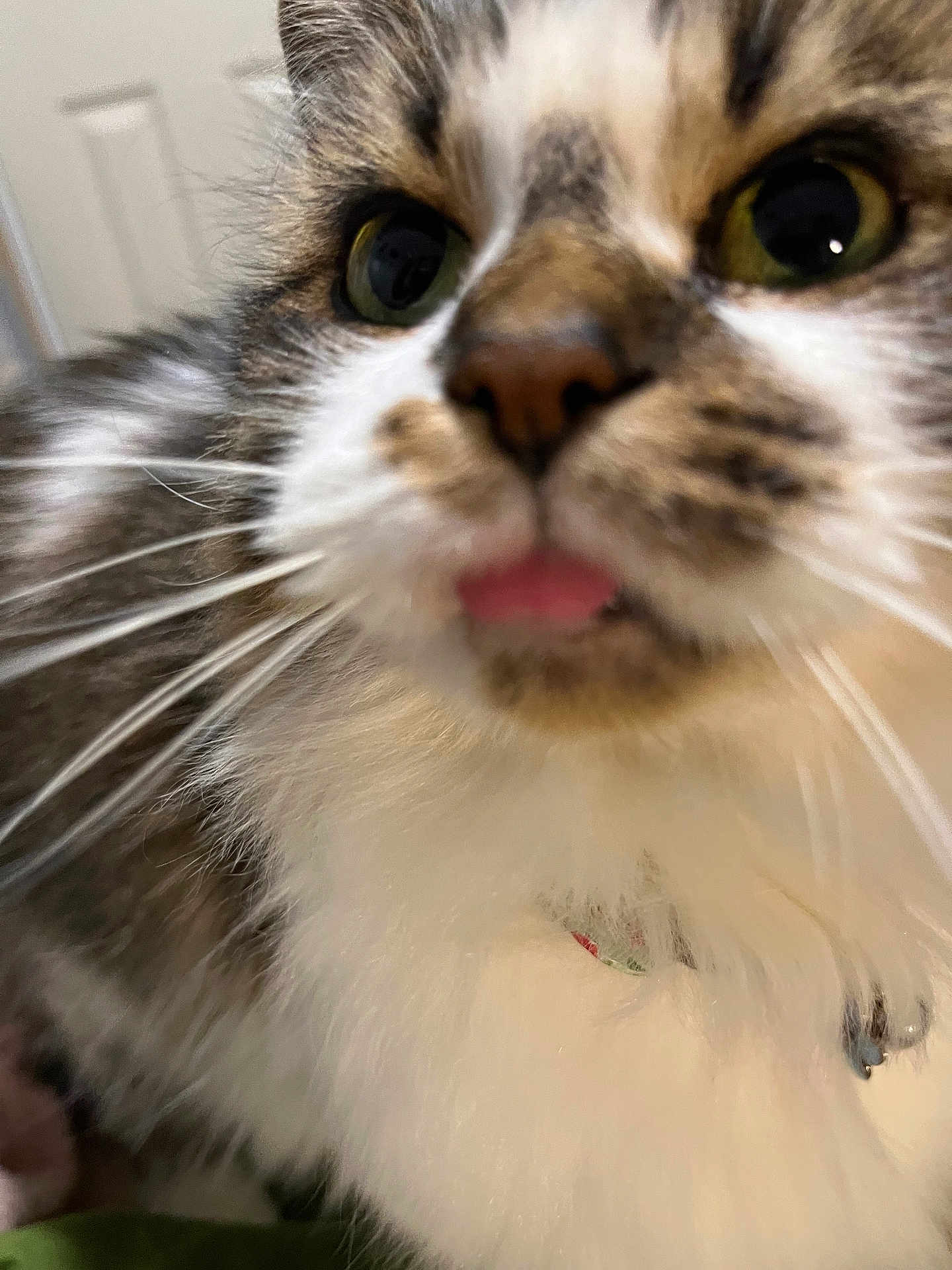 Dolly joined the competition — help win amazing prizes! cat, close_up, tongue_out, whiskers, fur, feline, pet, domestic_cat, portrait, indoor, green_eyes, nose, collar, fluffy, macro, curious, cute, muzzle, big_eyes, soft_fur
