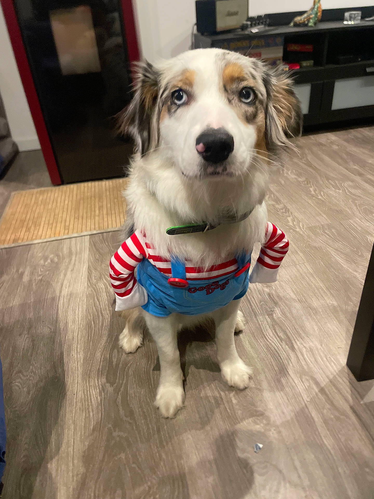 Volcka a rejoint le concours — aidez-le/la à gagner de superbes lots ! accessories, animal, architecture, building, canine, cockerspaniel, dog, electronics, hardwood, hound, husky, indoors, interiordesign, leash, pet, plywood, puppy, speaker, strap, wood